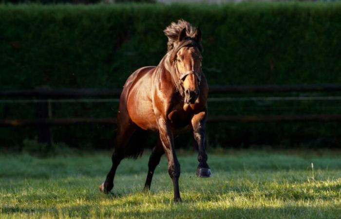 Haras d’Etreham annuncia i prezzi di copertura 2025 per i suoi stalloni da salto