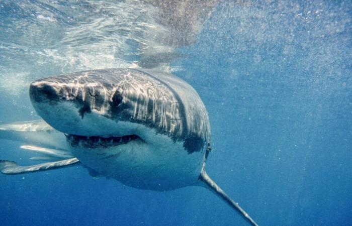 Var. Un grande squalo bianco osservato vicino alle isole di Porquerolles e Port-Cros