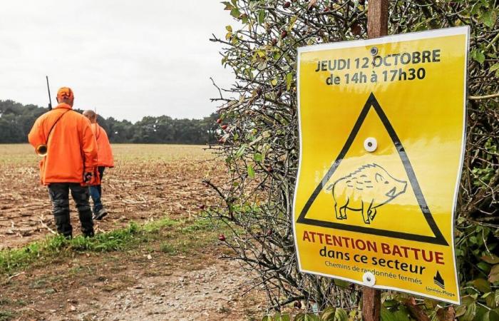 Caccia e cattura del cinghiale: nel Finistère, misure per una maggiore regolamentazione