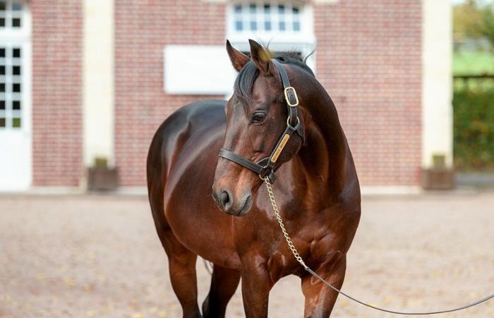 Haras d’Etreham annuncia i prezzi di copertura 2025 per i suoi stalloni da salto