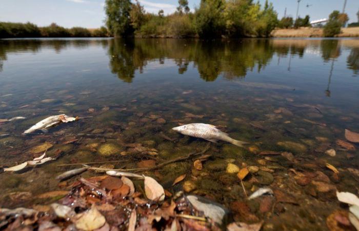 Un volume d'acqua mortale per la fauna acquatica: dichiarato colpevole il sindacato paritetico Gers Trigone