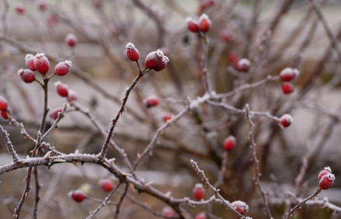 Parti del Regno Unito si preparano alla “neve dirompente” dopo la notte più fredda della stagione | Notizie dal Regno Unito