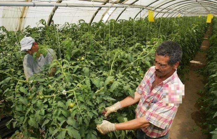 le vendite sono in calo, gli agricoltori alla fine del tunnel