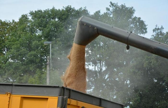 Previsioni FAO sui cereali: più grano… e meno mais