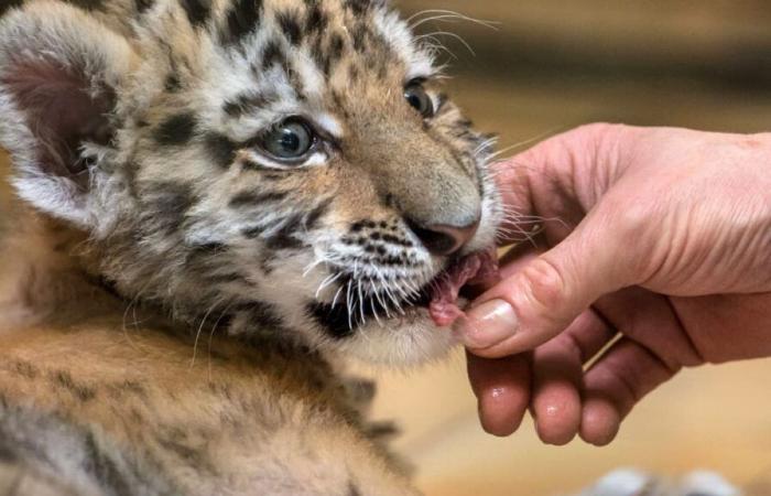 In televisione e al cinema, animali in via di estinzione