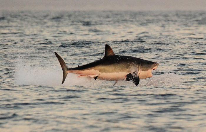 un grande squalo bianco avvistato al largo di Porquerolles