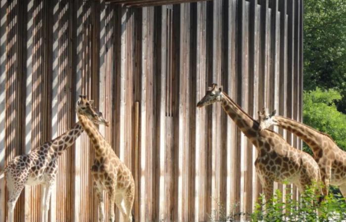 16 associazioni chiedono la chiusura del famoso zoo della Tête d'Or