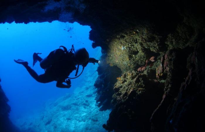 Pensando di essersi imbattuti in un relitto, i sub scoprono che questa “ombra gigante” è viva