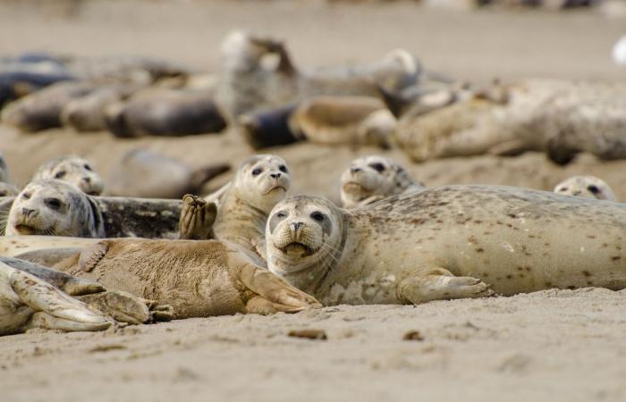 quasi 2.000 foche di una specie in via di estinzione sono morte in un mese