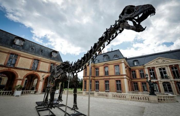 Info RTL – Yvelines: Uno scheletro di dinosauro gigante venduto per 6 milioni di euro