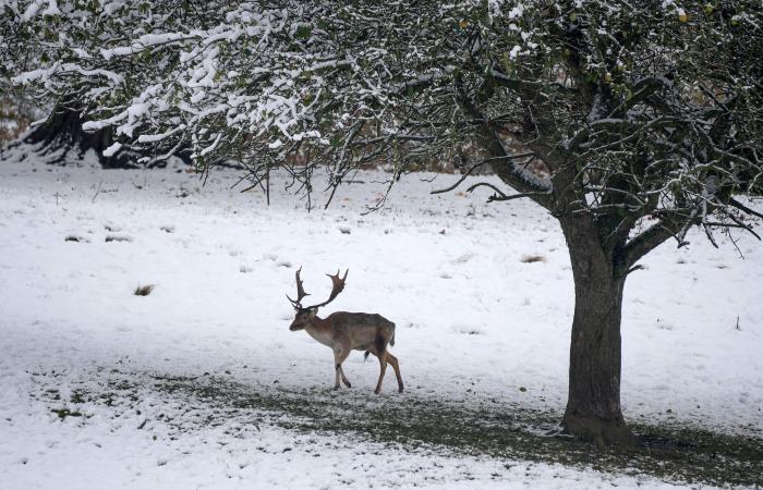 Ultime condizioni meteorologiche: nuovo avviso di neve e ghiaccio emesso dal Met Office come previsto disordine di viaggio