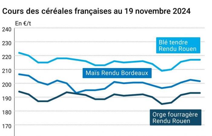 COTidienne | Cereali – Aumento molto contenuto dei prezzi del grano sui mercati mondiali, calo molto lieve per il mais