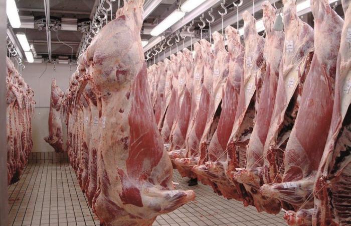 I prezzi della carne ovina sono nuovamente in aumento nei macelli di Casablanca