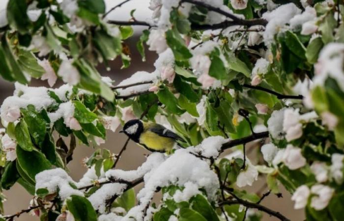 Freddo e neve: la Francia si prepara alla prima puntata invernale della stagione: News