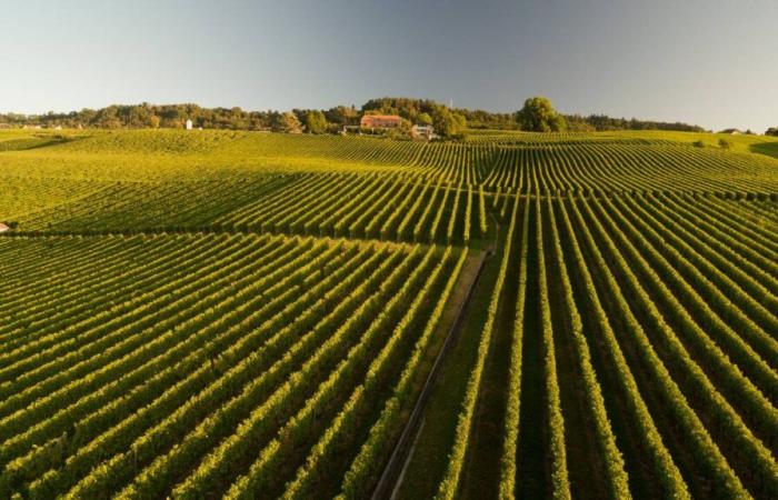 L’Unil fa luce su margini e costi dell’industria agroalimentare vodese