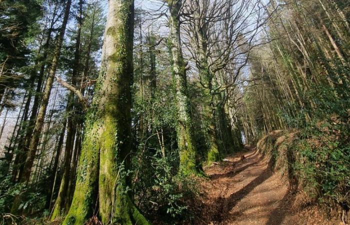 INFO LA SPEDIZIONE. Scomparsa nel Tarn: un corpo ritrovato carbonizzato in un bosco… È Yann, ricercato dal 3 novembre?