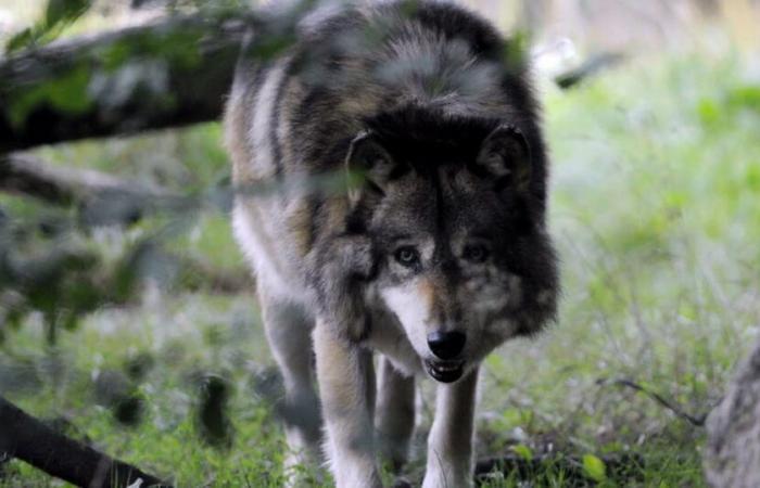 Le associazioni per la protezione della natura rispondono al presidente della FDSEA del Doubs, che le accusa di “calunnia e tradimento”