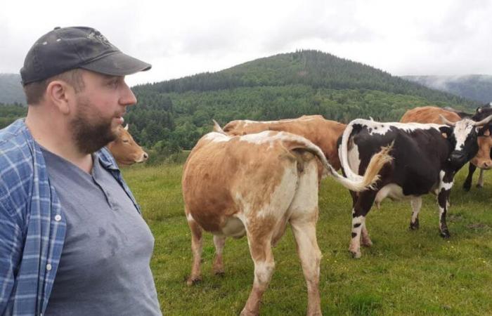 Territorio di Belfort. Una mucca trovata divorata al pascolo: sospettava il lupo