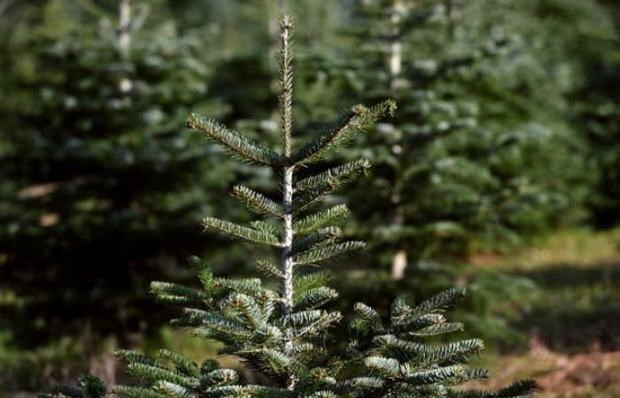 incendio in un produttore di alberi di Natale, la pista criminale preferita