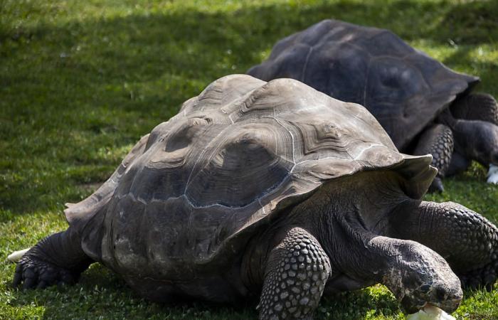 Il guscio ha limitato l’evoluzione delle tartarughe