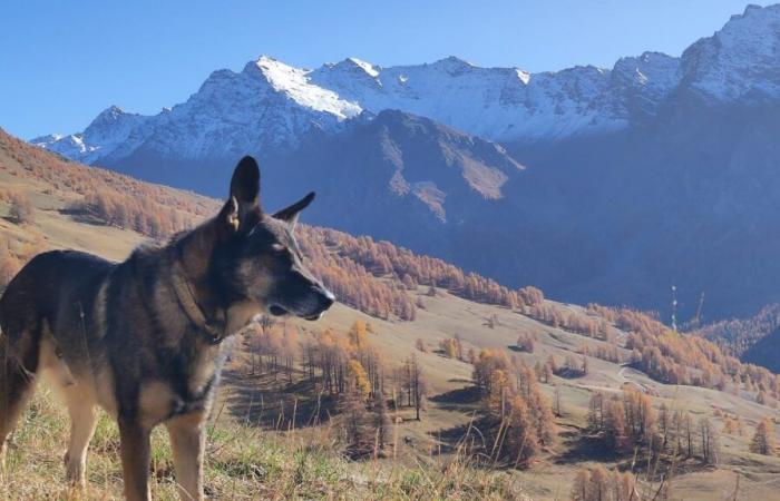 la padrona del cane ucciso da un lupo scout chiede un cambiamento nelle regole durante le riprese di campionamento