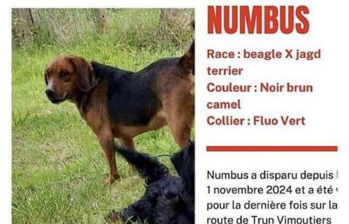 Una serie preoccupante di sparizioni di cani nell'Orne ha fatto temere il peggio ai proprietari