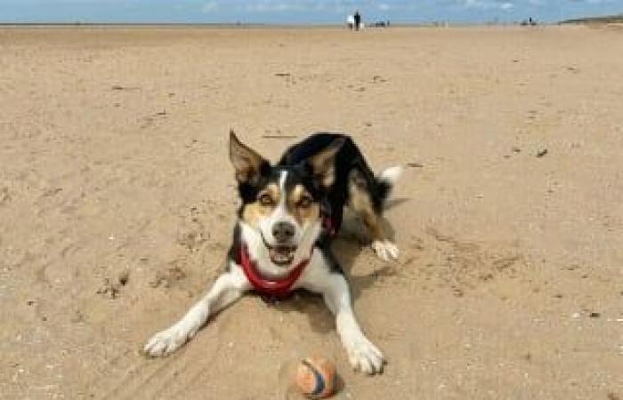 Un cane fan di Shania Twain preoccupa il suo padrone smettendo improvvisamente di “cantare” e finisce al pronto soccorso per curare un problema respiratorio