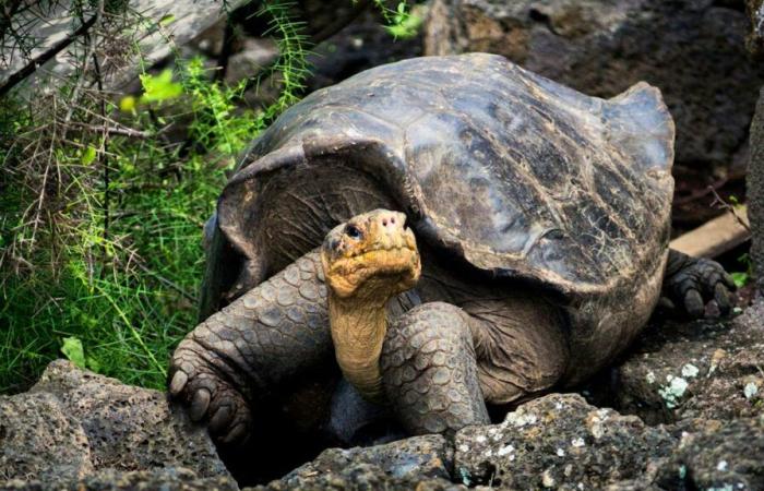 Regno di Friburgo: il guscio rallenta l’evoluzione della tartaruga