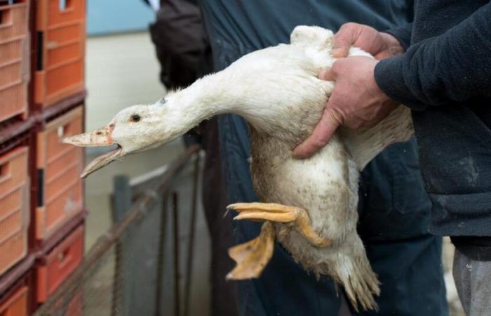 Il Consiglio federale si oppone senza controprogetto all’iniziativa contro il foie gras – rts.ch