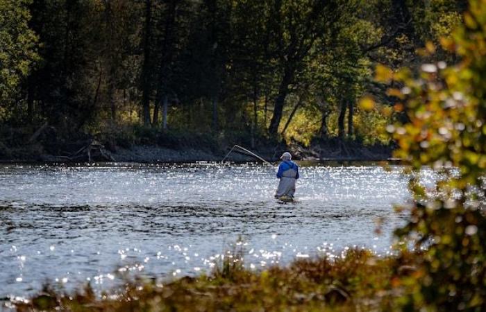 Preoccupazione “grande, grande, grande” per il salmone atlantico