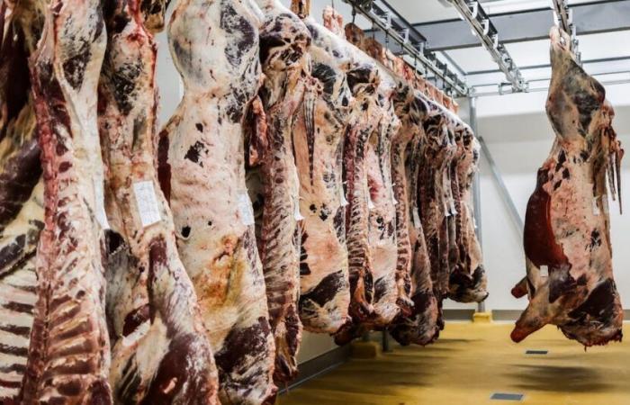 Importazioni di carne rossa: ecco come gli operatori spagnoli soddisfano i requisiti dell’etichetta halal