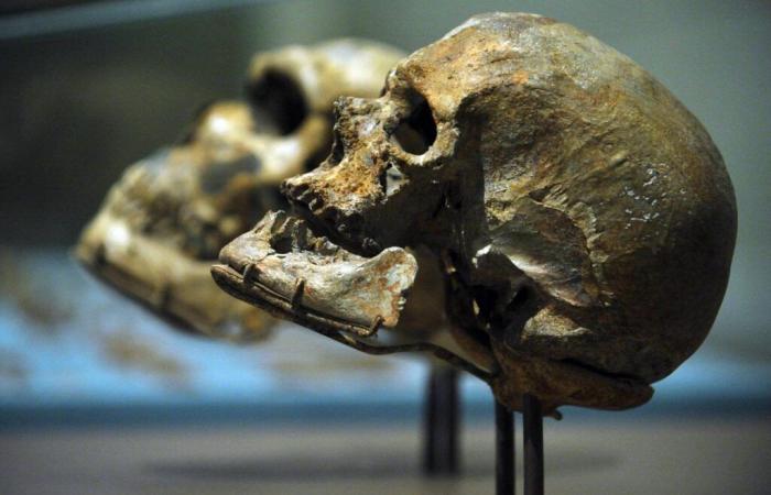 Incroci insospettabili tra membri del genere “Homo”: Sapiens, Neanderthal, Denisoviani