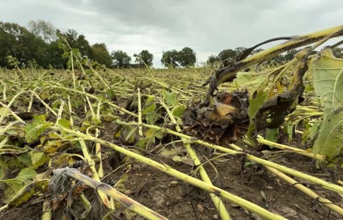 Che tempo per questo giorno di giovedì 21 novembre in Nuova Aquitania