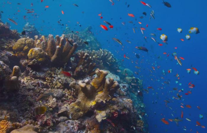 Scoperto nel Pacifico il corallo più grande del mondo