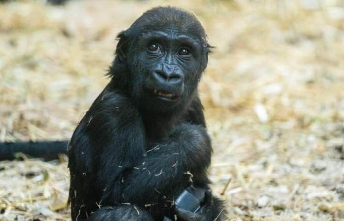 Cucciolo di gorilla muore a causa di un errore umano allo zoo di Calgary