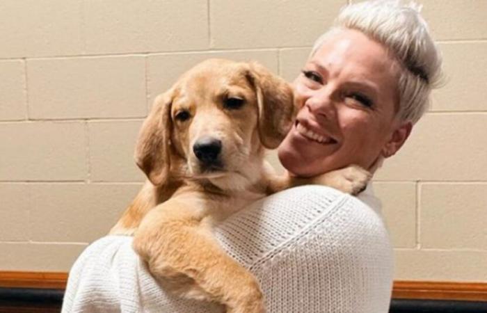 La cantante Pink finisce per innamorarsi del cane che avrebbe dovuto accogliere solo temporaneamente e si dice “felice di aver fallito”