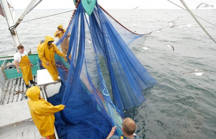 Pesca nel Canale. È stato trovato un accordo su una tecnica di pesca tra francesi, belgi e olandesi