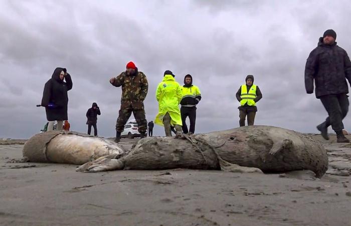 In un mese sono morte 2.000 foche di una specie in via di estinzione