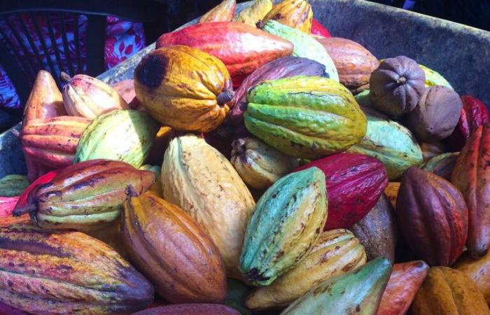 Il prezzo del cacao lievita