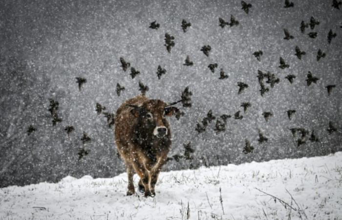 Neve, freddo e vento: l'inverno arriva in Francia all'inizio della stagione – 21/11/2024 alle 04:13