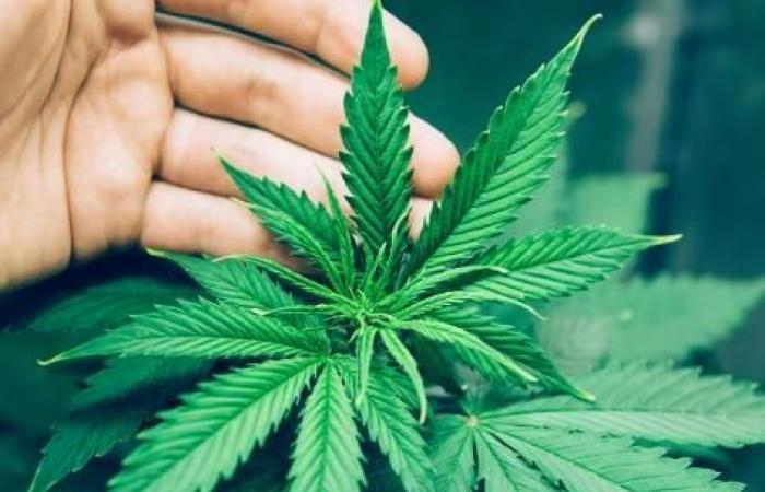 L’esposizione al THC in utero potrebbe aumentare i rischi di dipendenza da oppioidi