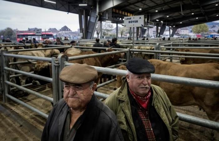 Al mercato del bestiame di Laissac, nell'Aveyron, preoccupazione contadina per il Mercosur