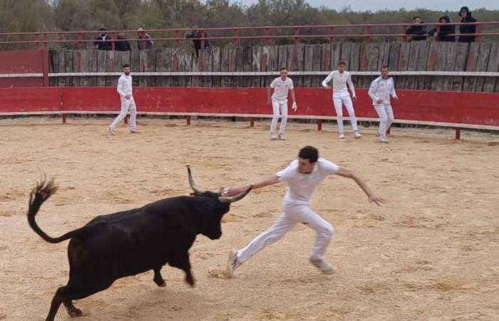 Il bouvaù educativo di Scamandro sta guadagnando notorietà