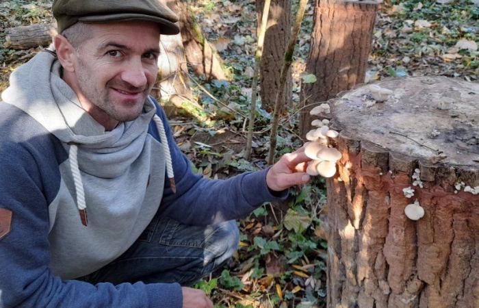 Alta Marna. Riporta in vita un mulino coltivando funghi