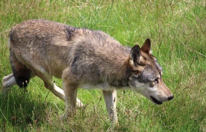 Drôme: un vitello di due giorni e mezzo ucciso da un lupo