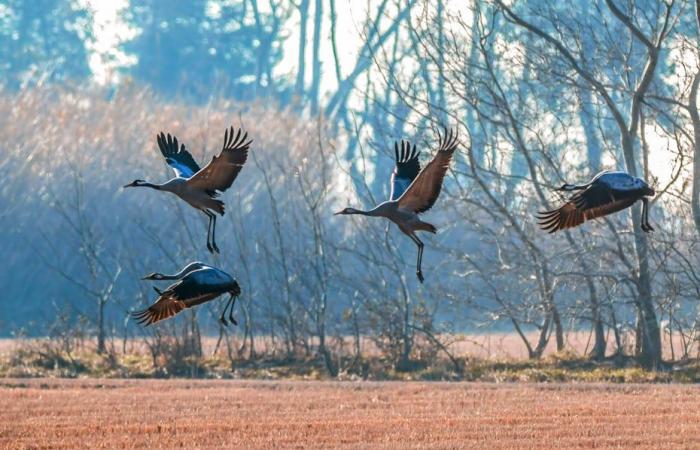 Preoccupazione dopo la scoperta di un uccello, infetto da influenza aviaria, trovato morto vicino a un lago nei Pirenei