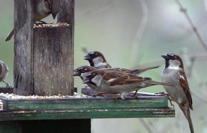 Come nutrire correttamente gli uccelli in inverno? Consigli della LPO du Lot