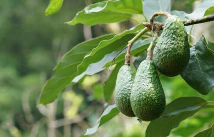 Coltivazione di avocado in Marocco: un rapporto ambientale spiega l’impatto sulla carenza idrica – Consonews