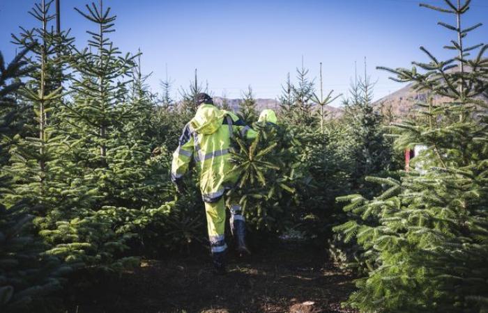 Il sindaco di questo villaggio offre un albero di Natale a tutti gli abitanti