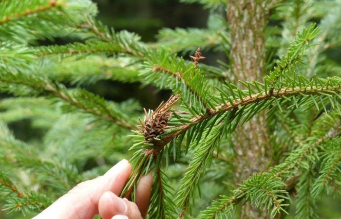 Un milione di euro di danni per un produttore di alberi di Natale in Francia dopo un incendio sospetto